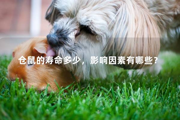 仓鼠的寿命多少，影响因素有哪些？