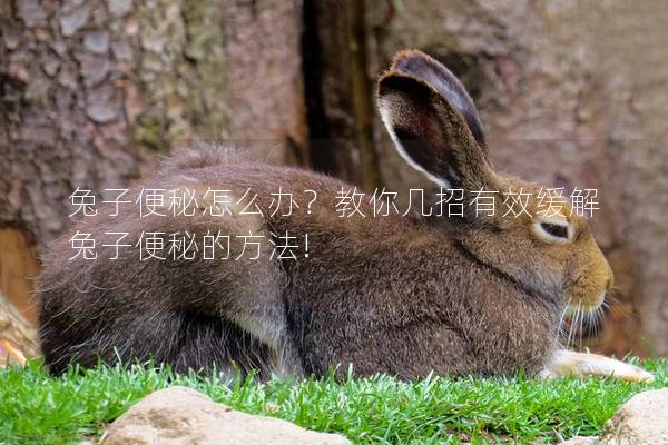 兔子便秘怎么办？教你几招有效缓解兔子便秘的方法!