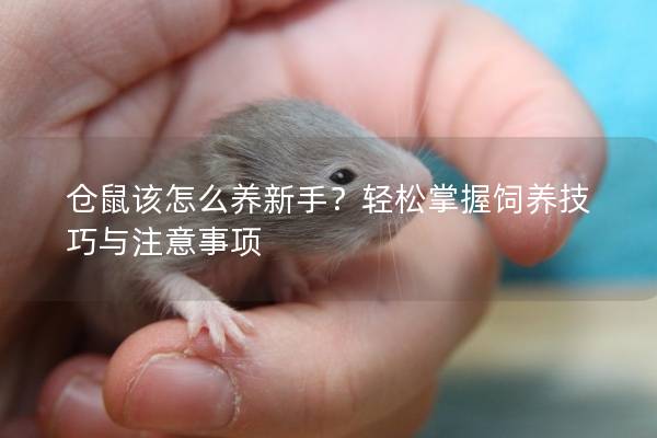 仓鼠该怎么养新手？轻松掌握饲养技巧与注意事项