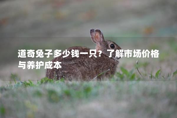 道奇兔子多少钱一只？了解市场价格与养护成本