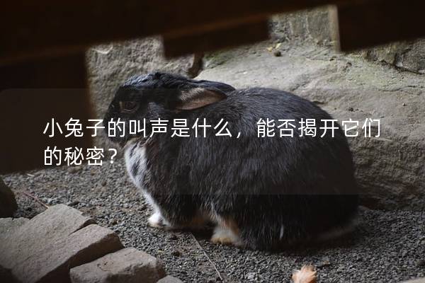 小兔子的叫声是什么，能否揭开它们的秘密？