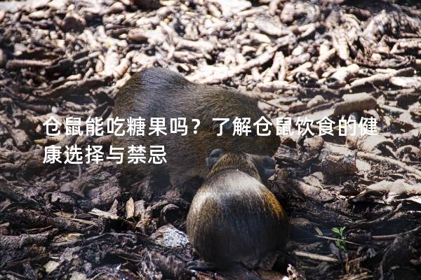 仓鼠能吃糖果吗？了解仓鼠饮食的健康选择与禁忌