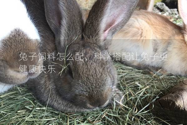 兔子饲料怎么配，科学搭配让兔子更健康快乐