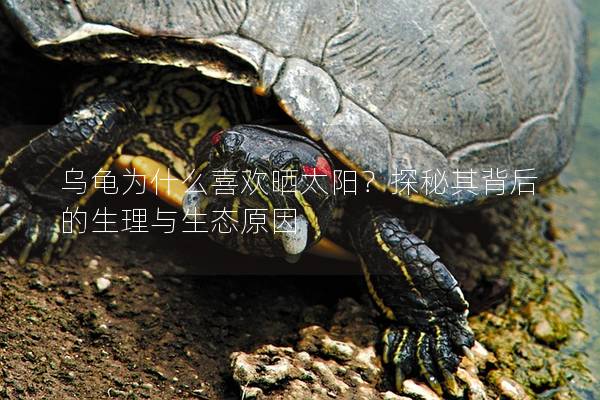 乌龟为什么喜欢晒太阳？探秘其背后的生理与生态原因