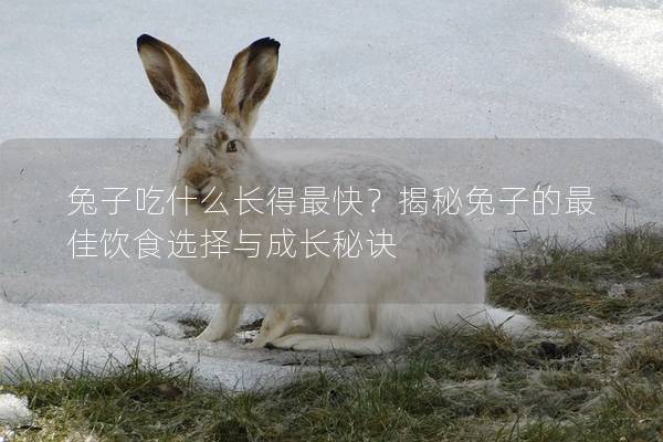 兔子吃什么长得最快？揭秘兔子的最佳饮食选择与成长秘诀