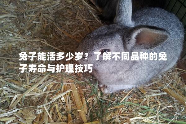 兔子能活多少岁？了解不同品种的兔子寿命与护理技巧
