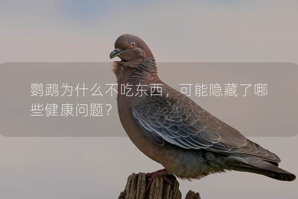 鹦鹉为什么不吃东西，可能隐藏了哪些健康问题？