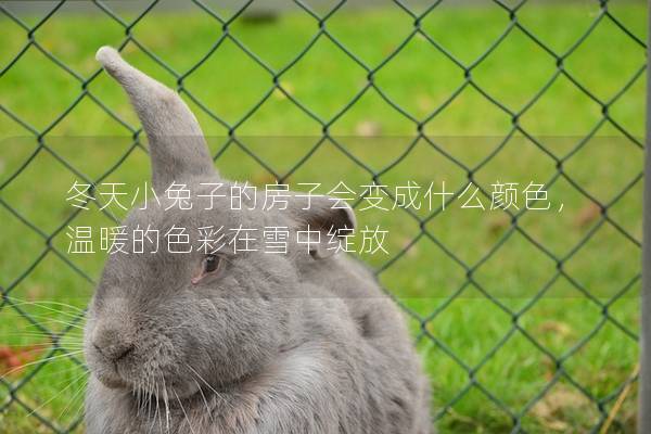 冬天小兔子的房子会变成什么颜色，温暖的色彩在雪中绽放