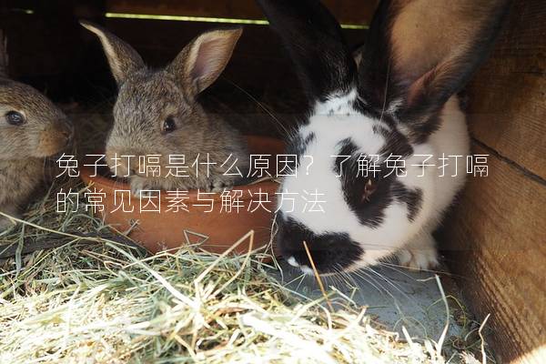 兔子打嗝是什么原因？了解兔子打嗝的常见因素与解决方法