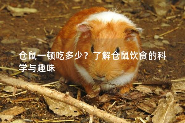 仓鼠一顿吃多少？了解仓鼠饮食的科学与趣味