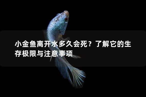 小金鱼离开水多久会死？了解它的生存极限与注意事项