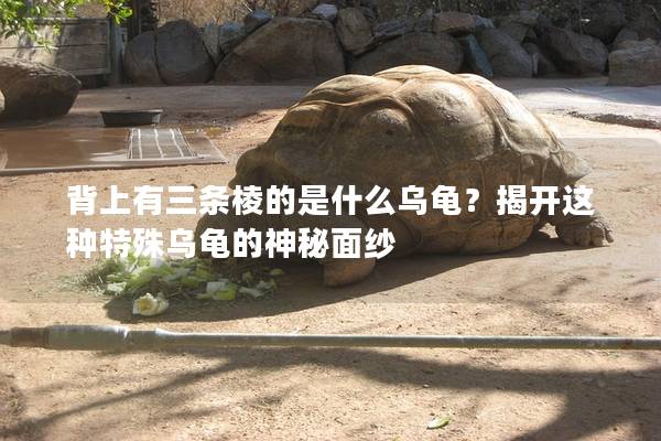 背上有三条棱的是什么乌龟？揭开这种特殊乌龟的神秘面纱