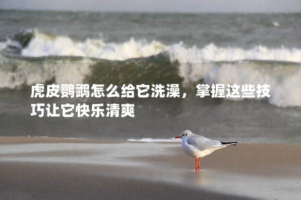 虎皮鹦鹉怎么给它洗澡，掌握这些技巧让它快乐清爽