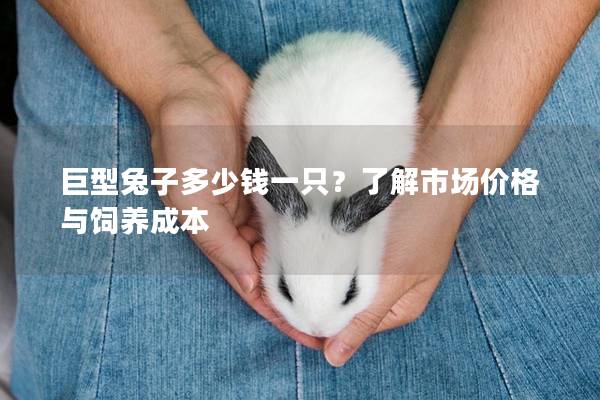巨型兔子多少钱一只？了解市场价格与饲养成本