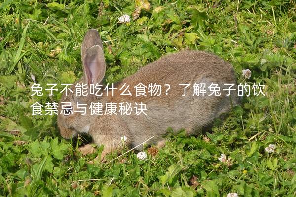 兔子不能吃什么食物？了解兔子的饮食禁忌与健康秘诀