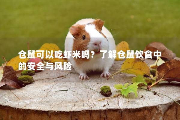 仓鼠可以吃虾米吗？了解仓鼠饮食中的安全与风险