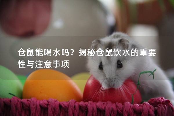 仓鼠能喝水吗？揭秘仓鼠饮水的重要性与注意事项