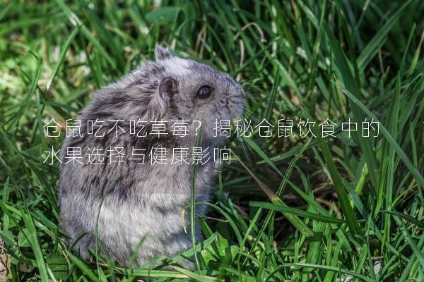 仓鼠吃不吃草莓？揭秘仓鼠饮食中的水果选择与健康影响