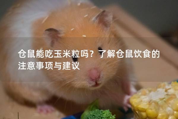 仓鼠能吃玉米粒吗？了解仓鼠饮食的注意事项与建议