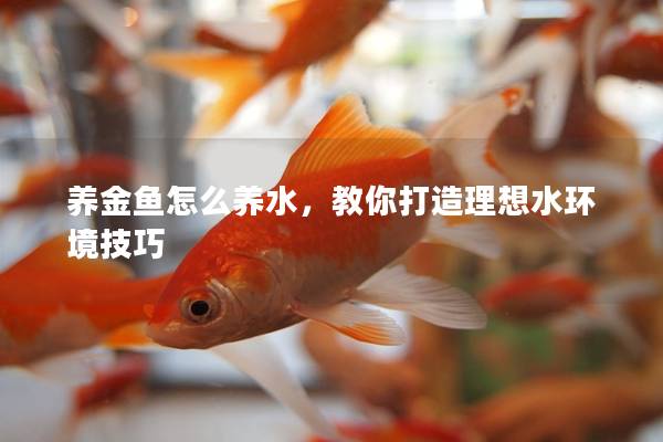养金鱼怎么养水，教你打造理想水环境技巧