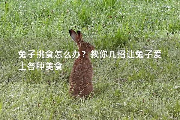 兔子挑食怎么办？教你几招让兔子爱上各种美食