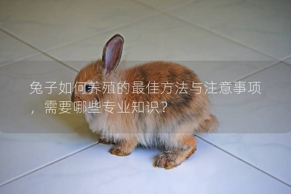 兔子如何养殖的最佳方法与注意事项，需要哪些专业知识？