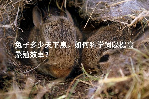 兔子多少天下崽，如何科学饲以提高繁殖效率？