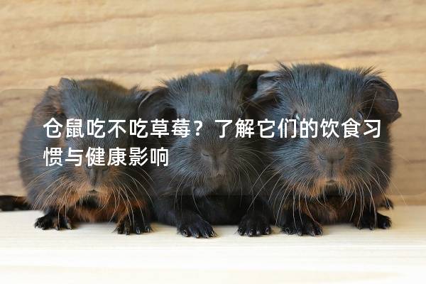 仓鼠吃不吃草莓？了解它们的饮食习惯与健康影响