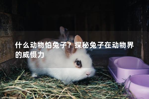 什么动物怕兔子？探秘兔子在动物界的威慑力