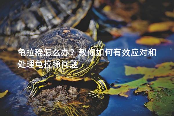 龟拉稀怎么办？教你如何有效应对和处理龟拉稀问题