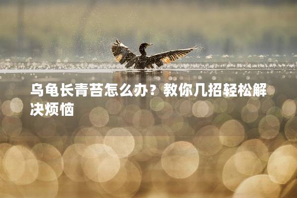 乌龟长青苔怎么办？教你几招轻松解决烦恼