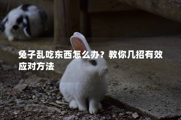兔子乱吃东西怎么办？教你几招有效应对方法