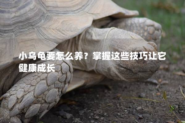 小乌龟要怎么养？掌握这些技巧让它健康成长