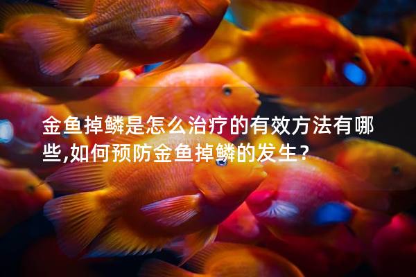 金鱼掉鳞是怎么治疗的有效方法有哪些,如何预防金鱼掉鳞的发生？