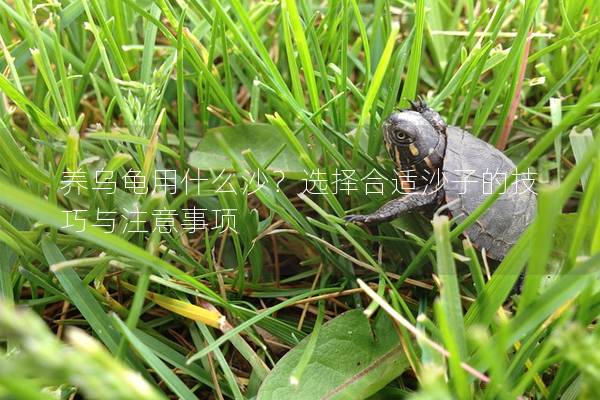 养乌龟用什么沙？选择合适沙子的技巧与注意事项