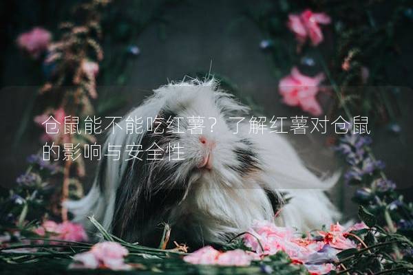 仓鼠能不能吃红薯？了解红薯对仓鼠的影响与安全性