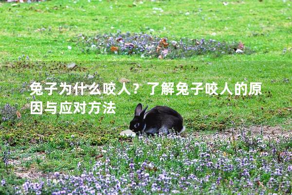 兔子为什么咬人？了解兔子咬人的原因与应对方法
