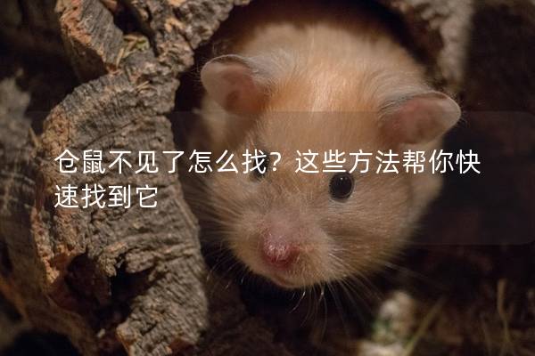 仓鼠不见了怎么找？这些方法帮你快速找到它