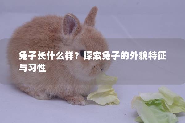 兔子长什么样？探索兔子的外貌特征与习性
