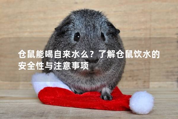 仓鼠能喝自来水么？了解仓鼠饮水的安全性与注意事项