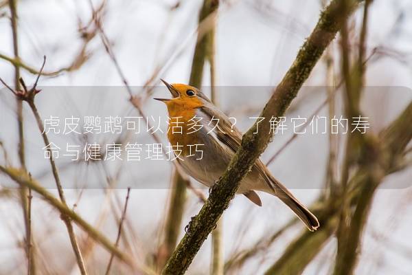 虎皮鹦鹉可以活多久？了解它们的寿命与健康管理技巧