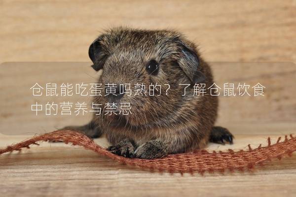 仓鼠能吃蛋黄吗熟的？了解仓鼠饮食中的营养与禁忌