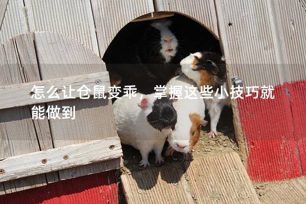 怎么让仓鼠变乖，掌握这些小技巧就能做到
