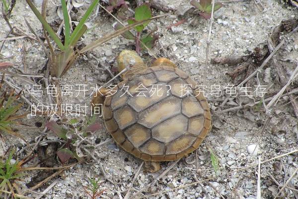 乌龟离开水多久会死？探究乌龟生存的极限时间