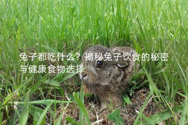 兔子都吃什么？揭秘兔子饮食的秘密与健康食物选择