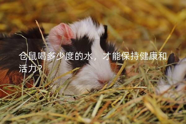 仓鼠喝多少度的水，才能保持健康和活力？