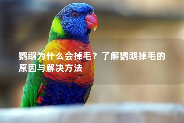 鹦鹉为什么会掉毛？了解鹦鹉掉毛的原因与解决方法