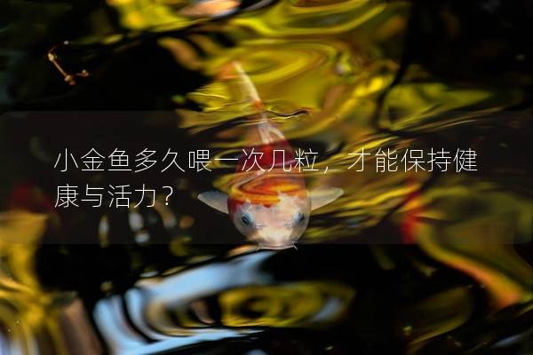 小金鱼多久喂一次几粒，才能保持健康与活力？