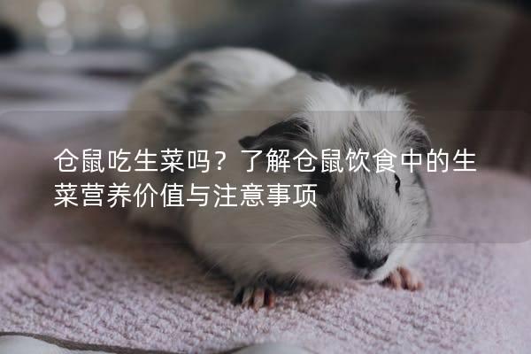仓鼠吃生菜吗？了解仓鼠饮食中的生菜营养价值与注意事项