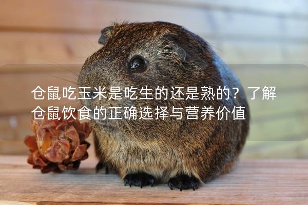 仓鼠吃玉米是吃生的还是熟的？了解仓鼠饮食的正确选择与营养价值